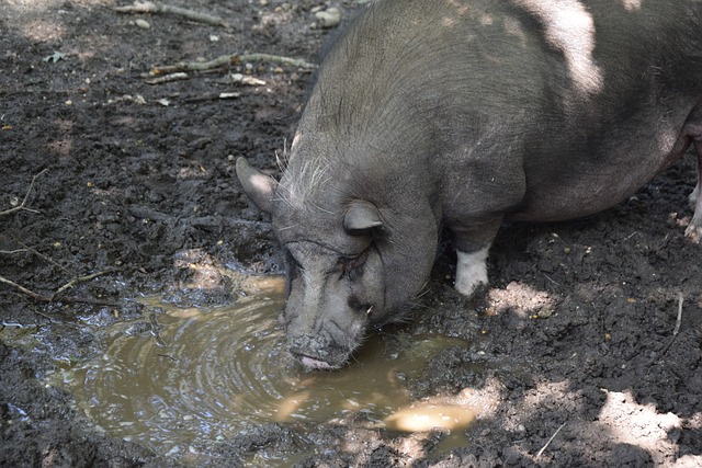 种微妙的营 种微妙的营
